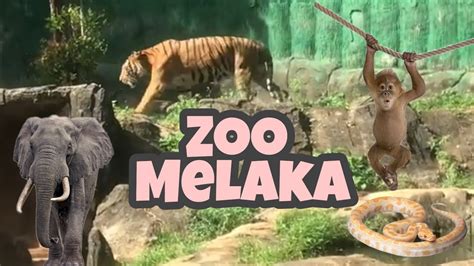 Zoo Melaka: En Blåsig Resa I Djurens Riket!